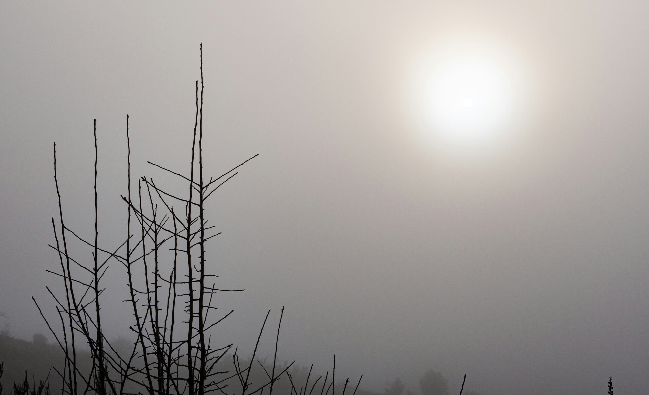 Symptome von Traumen